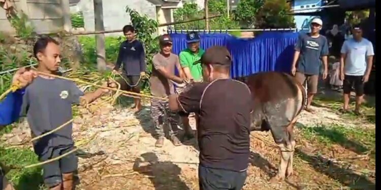 Sapi Kurban 800 Kg Mengamuk, Hampir Menyeruduk Warga