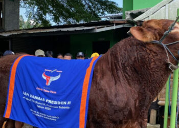 Sapi Kurban Prabowo Bakal Disembelih di Islamic Center Tangsel Hari Ini