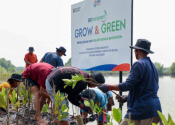 Hari Mangrove Sedunia, BRI Pertegas Komitmen Selamatkan Lingkungan Lewat Perbaikan Ekosistem Pesisir