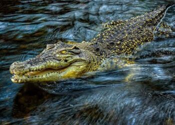 Mengerikan, Seorang Nenek Diterkam Buaya saat Mandi di Sungai