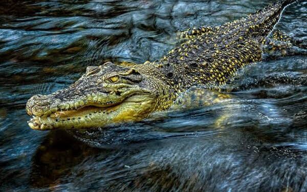 Mengerikan, Seorang Nenek Diterkam Buaya saat Mandi di Sungai