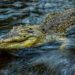 Mengerikan, Seorang Nenek Diterkam Buaya saat Mandi di Sungai