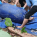 Mengenaskan, Mayat Terbungkus dalam Drum Mengapung di Sungai Cisadane