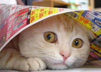 Kucing jadi Penakut Pertanda Apa? Pemilik Anabul Wajib Tahu