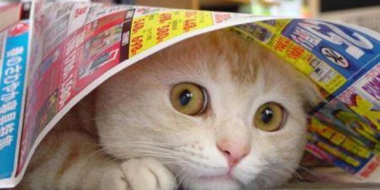 Kucing jadi Penakut Pertanda Apa? Pemilik Anabul Wajib Tahu