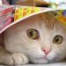 Kucing jadi Penakut Pertanda Apa? Pemilik Anabul Wajib Tahu