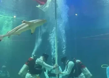 Keren Banget, Ruben Onsu Kibarkan Merah Putih dalam Kolam Penuh Hiu