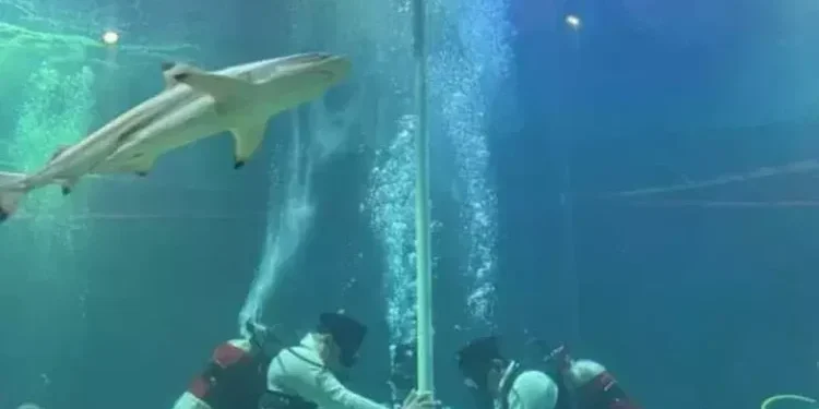 Keren Banget, Ruben Onsu Kibarkan Merah Putih dalam Kolam Penuh Hiu