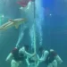 Keren Banget, Ruben Onsu Kibarkan Merah Putih dalam Kolam Penuh Hiu