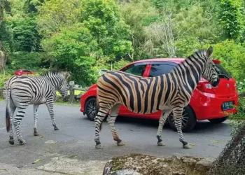 Sambut HUT RI ke-80, Taman Safari Bakal Gelar The Forest Carnival