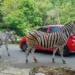 Sambut HUT RI ke-80, Taman Safari Bakal Gelar The Forest Carnival