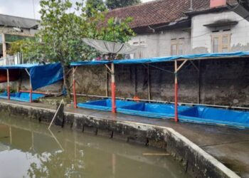 Budidaya Lele Organik jadi Peluang Bisnis Menjanjikan
