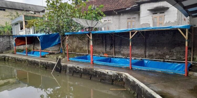 Budidaya Lele Organik jadi Peluang Bisnis Menjanjikan