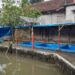 Budidaya Lele Organik jadi Peluang Bisnis Menjanjikan