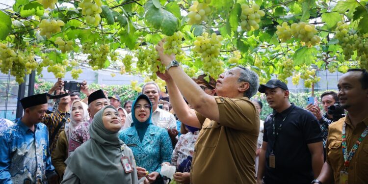 Panen Raya Anggur di Ciputat, Benyamin Davnie: Kembangkan, Banyak Lahan Bisa Dipakai