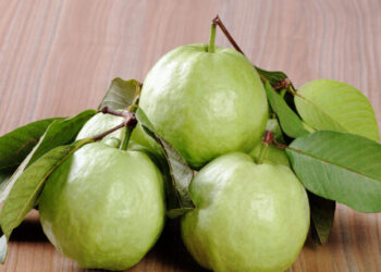 Jangan Dibuang! Ini Tujuh Manfaat Daun Jambu Biji yang Jarang Diketahui