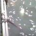 Ribuan Ikan Mati, DLH Kota Tangerang Uji Sampel Air Situ Cangkring