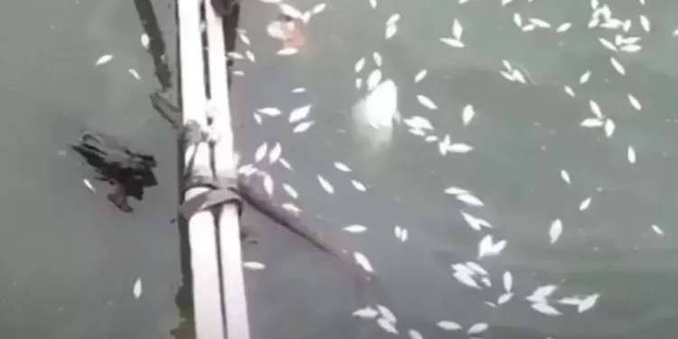Ribuan Ikan Mati, DLH Kota Tangerang Uji Sampel Air Situ Cangkring