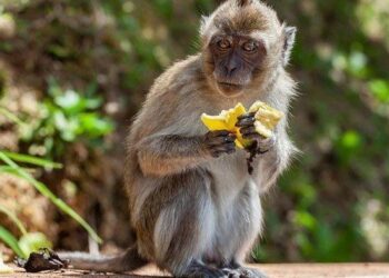 Kemunculan Monyet Liar Rusak Spion Mobil, Bikin Resah Warga Tangerang