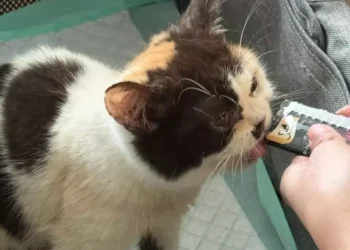 Selamatkan Kucing Uya Kuya Saat Penjarahan, Sherina Munaf: Kondisinya Kurus