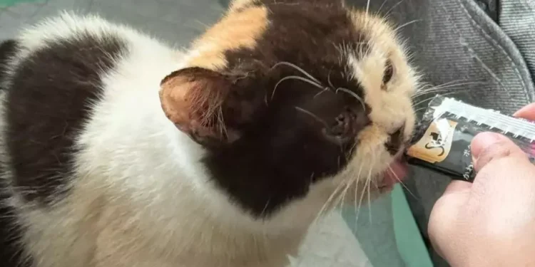 Selamatkan Kucing Uya Kuya Saat Penjarahan, Sherina Munaf: Kondisinya Kurus