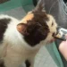 Selamatkan Kucing Uya Kuya Saat Penjarahan, Sherina Munaf: Kondisinya Kurus