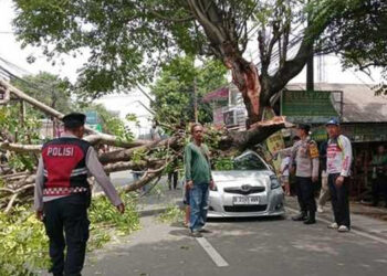 Pohon Tumbang di Ciputat Timpa Mobil, Ibu dan Anaknya Selamat