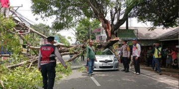 Pohon Tumbang di Ciputat Timpa Mobil, Ibu dan Anaknya Selamat