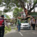 Pohon Tumbang di Ciputat Timpa Mobil, Ibu dan Anaknya Selamat