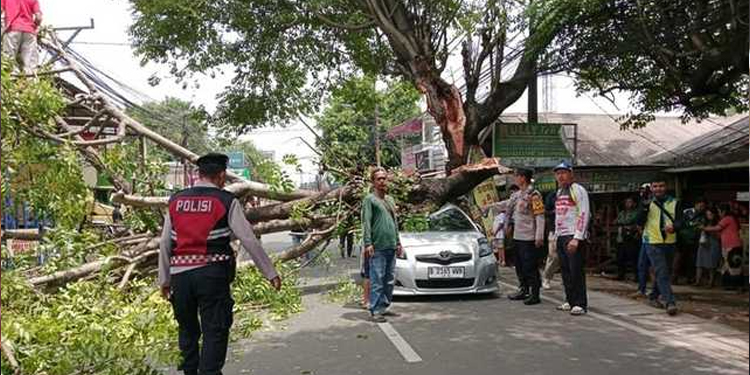 Pohon Tumbang di Ciputat Timpa Mobil, Ibu dan Anaknya Selamat