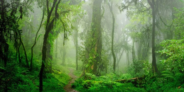 Hutan: Paru-Paru Dunia yang Kini Terancam