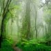Hutan: Paru-Paru Dunia yang Kini Terancam