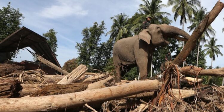 Miss Earth 2019 Lirabica Kecam Pengerahan Gajah untuk Bersihkan Kayu Gelondongan di Aceh