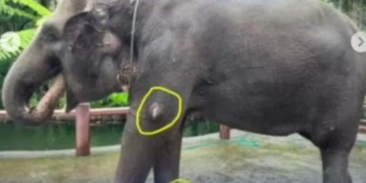 Miss Earth 2019 Lirabica Kecam Keras Gajah di Mason Elephant Park Dijadikan Kanvas Cat Atraksi