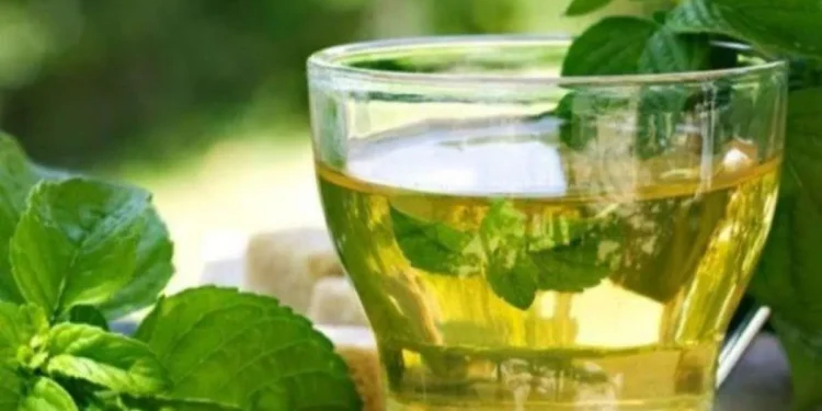 Kolesterol Berisiko Naik Usai Pesta Tahun Baru, Ini Daun Herbal yang Disebut Bisa Membantu