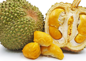Berburu Durian Black Thorn Lereng Muria Pati, Legitnya Kelas Dunia
