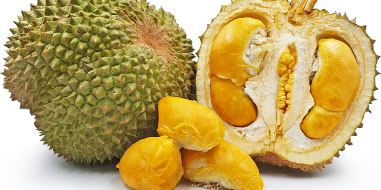 Berburu Durian Black Thorn Lereng Muria Pati, Legitnya Kelas Dunia