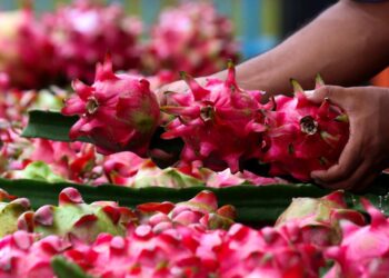 Dari Banyuwangi ke Pasar Lebih Luas, Petani Buah Naga Naik Kelas Berkat Program Klasterku Hidupku BRI