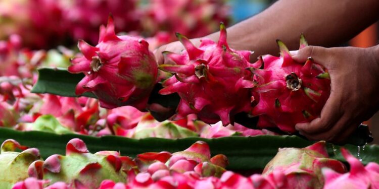 Dari Banyuwangi ke Pasar Lebih Luas, Petani Buah Naga Naik Kelas Berkat Program Klasterku Hidupku BRI