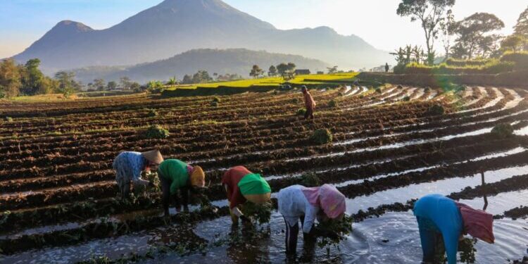 KUR BRI Mengaliri Sawah Rakyat, Menggerakkan Ekonomi dan Ketahanan Pangan Nasional
