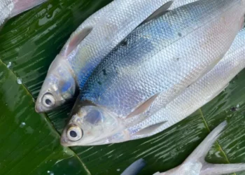 Makna di Balik Ikan Bandeng, Hidangan Wajib di Meja Perayaan Imlek
