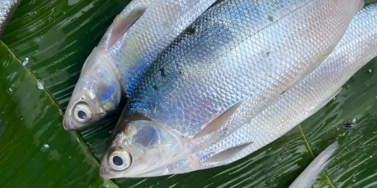 Makna di Balik Ikan Bandeng, Hidangan Wajib di Meja Perayaan Imlek