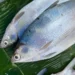Makna di Balik Ikan Bandeng, Hidangan Wajib di Meja Perayaan Imlek