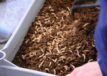 Pemkot Tangsel Ajak Warga Ubah Sampah Jadi Cuan dengan Budidaya Maggot