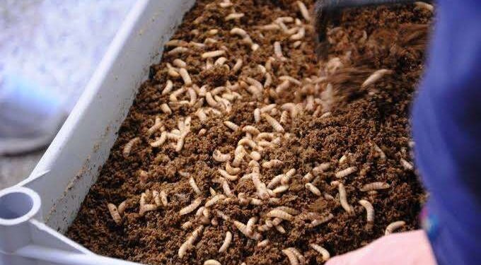 Pemkot Tangsel Ajak Warga Ubah Sampah Jadi Cuan dengan Budidaya Maggot