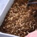Pemkot Tangsel Ajak Warga Ubah Sampah Jadi Cuan dengan Budidaya Maggot