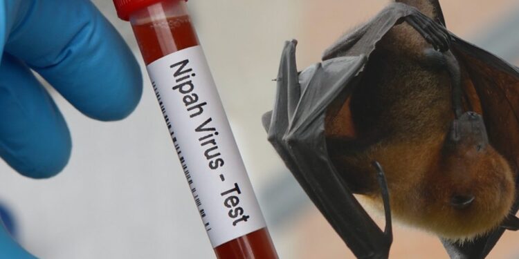 Dokter Ingatkan Bahaya Virus Nipah, Infeksi Langka yang Menyerang Otak Manusia