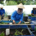 Dari Kartini untuk Bumi: BRI Berdayakan Perempuan Lewat Urban Farming Program BRInita