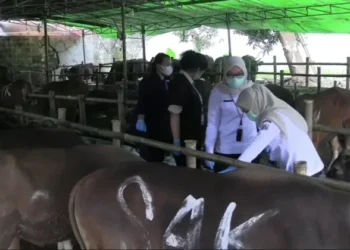 Pemkot Tangsel Kerahkan 108 Tim Pantau Hewan Kurban, Pastikan Sehat dan Bebas PMK