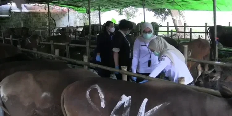 Pemkot Tangsel Kerahkan 108 Tim Pantau Hewan Kurban, Pastikan Sehat dan Bebas PMK